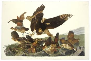Virginian Partridge
